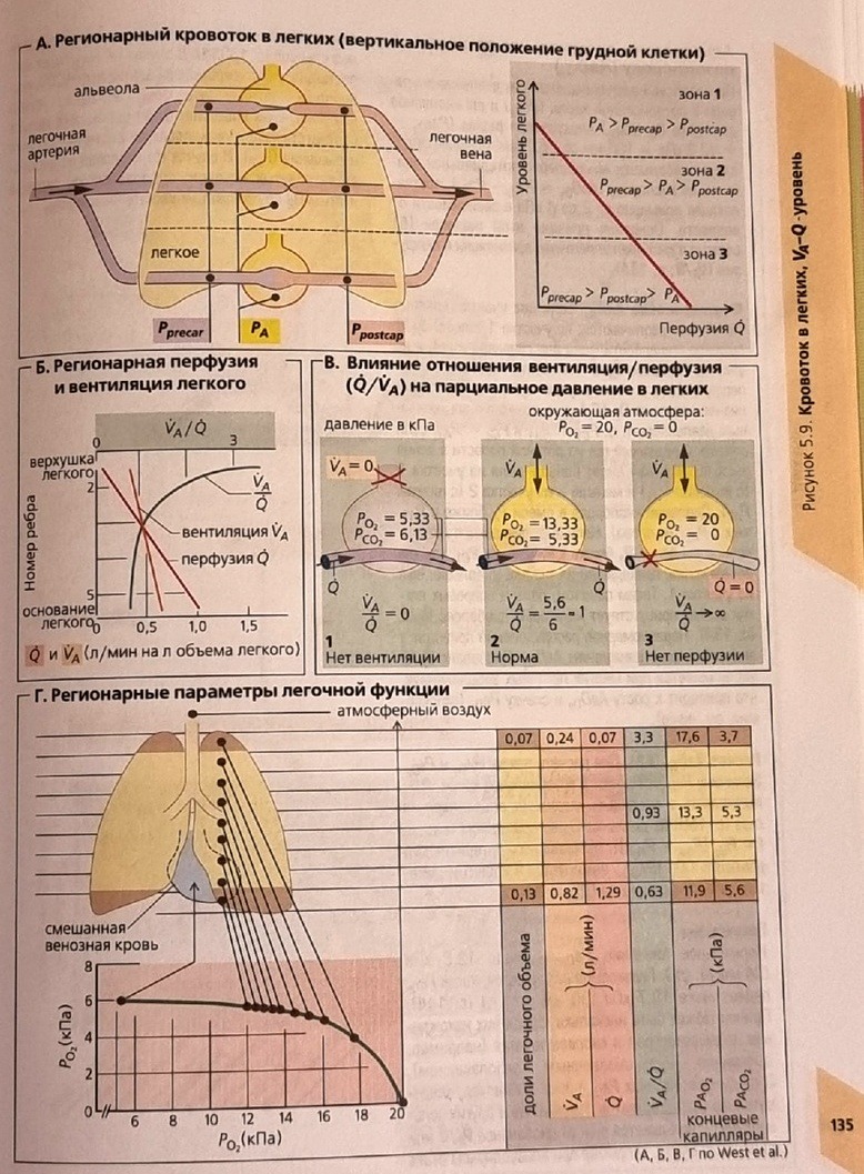 Физиология нижнего дыхания